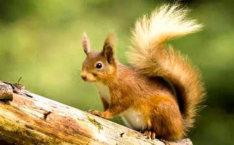 �ɐ۵�С����400�����ģ�ͨ��25ƪ��