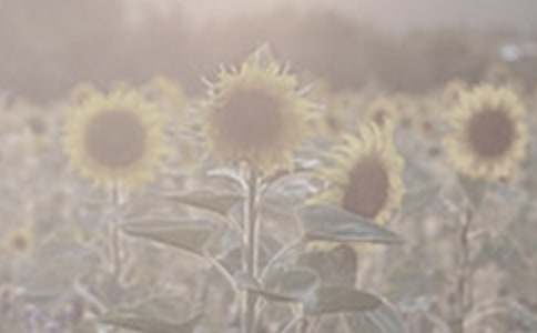 ��B̫ꖻ�������300��