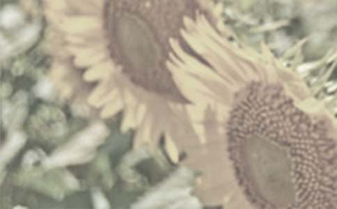 小學(xué)生觀察太陽花200字作文