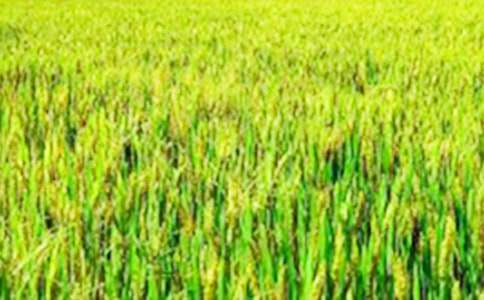 ��Ұ�������ģ�ͨ��46ƪ��