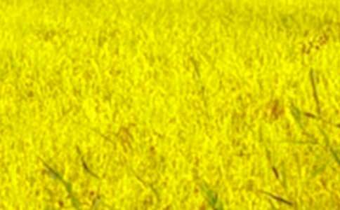 �������Ұ����