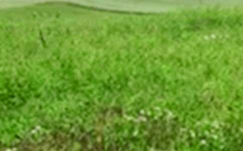 ���v����Ұ�������ģ����x31ƪ��