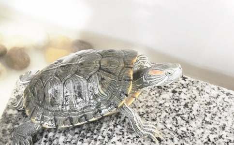 ��ʾ���ķ��ģ�С����?sh��)Ć��?/></p>
<p>
	<strong>�������w</strong></p>
<p>
	������F(tu��n)���棺����������Ҫ���ӵ���F(tu��n)�����Q���M������ּ�������r(sh��)�g����Ҏ(gu��)���(d��ng)�����@��(ji��ng)��(l��)�ȡ�</p>
<p>
	������(g��)�˷��棺������B(���������l(xi��ng)����(��i)�����Ը��)����(du��)��F(tu��n)���J(r��n)�R(sh��)����������F(tu��n)�����������ӷ���(w��)����Ҫ����F(tu��n)�õ���呟�����(du��)��F(tu��n)�l(f��)չ���J(r��n)�����Լ�����������</p>
<p>
	<strong>������F(tu��n)��ԇ��(j��ng)���}</strong></p>
<p>
	����1.���ʲô��Ҫ�����Ҳ��T(m��n)���㌦(du��)�Ҳ��T(m��n)��ʲô�˽��</p>
<p>
	����2.��{ʲô׌�҂�ͨ�^(gu��)�����ԇ(����ʲô��(y��u)��(sh��)?)</p>
<p>
	����3.��ȷ��Еr(sh��)��(hu��)�o(w��)�Ć�(w��n)���ʲô���x..�����x�҂�..��</p>
<p>
	����4.�Լ��Đ�(��i)�����L(zh��ng)</p>
<p>
	����5.�ϴ�W(xu��)�ѽ�(j��ng)һ��(g��)�����������Y(ji��)�����㌦(du��)��W(xu��)���J(r��n)�R(sh��)���㌦(du��)��W(xu��)��ӡ��(����W(xu��)�����Z(y��)�Ա��_(d��)�������͌�(du��)����Ŀ��Y(ji��)������)</p>
<p>
	����6.Մ?w��)���W(xu��)����ʲôĿ��(bi��o)��ʲôӋ(j��)��?(����W(xu��)�����µ�Ŀ��(bi��o)��)</p>
<p>
	����7.��(ji��n)�ε�Մһ��������ô�^(gu��)���^(gu��)ȥ���ǂ�(g��)��ٵ�������һЩ�����x������������?</p>
<p>
	����8.�M(j��n)��..�����X(ju��)��������Щ��(y��u)��(sh��)?</p>
<p>
	����9.��ǰ�M���^(gu��)ʲô���(d��ng)��?������ô����?</p>
<p>
	����10.�����������@��(g��)���T(m��n)����(d��ng)�����Ĳ��L(zh��ng)����Ҋ(ji��n)���y(t��ng)һ�ĕr(sh��)������ô�k?</p>
<p>
	����11.���X(ju��)�������@��(g��)���T(m��n)������ؓ(f��)؟(z��)�ķ���Ĺ���?&rdquo;</p>
<p>
	����12.����F(tu��n)�����Еr(sh��)�����f(xi��)�{(di��o)����(hu��)׌��ȥ�������P(gu��n)���g(sh��)Ŀ�������������ο���?&rdquo;</p>
<p>
	����13.��(du��)��һ�(xi��ng)��������Ը�₀(g��)�����߀�ǈF(tu��n)�w����?&rdquo;</p>
<p>
	����14.&ldquo;������T(m��n)��(n��i)�����F(xi��n)�㲻ϲ�g�����������̎��?&rdquo;</p>
<p>
	����15.����ô̎����Ĺ����͌W(xu��)��(x��)�ĕr(sh��)�g?</p>
<script>s(