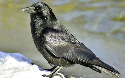 ���f������600��6ƪ