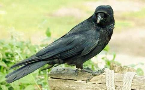 ���f����600�֣�ͨ��7ƪ��