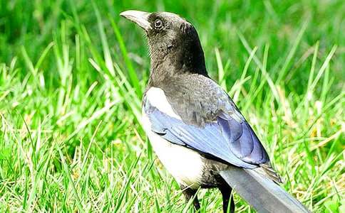 �茑(xi��)ϲ�o����300����ƪ