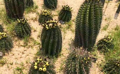 ��ϲ�g����������600��