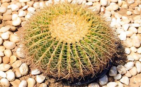 ��B����������500�֣�ͨ��55ƪ��