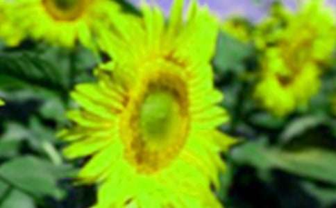 向日葵的追求_650字