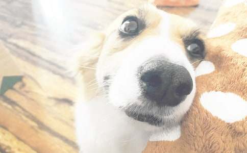 �Һ�С����������400��