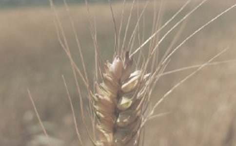 ���xС������300��8ƪ