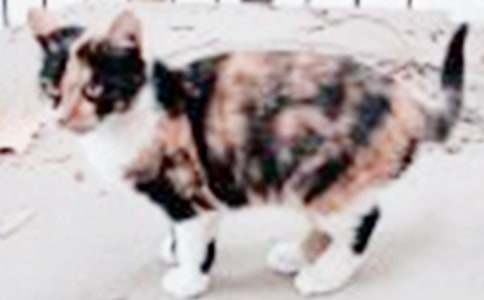 貪吃的小貓作文500字(精選7篇)