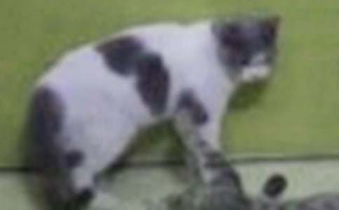 可愛的小貓作文500字11篇