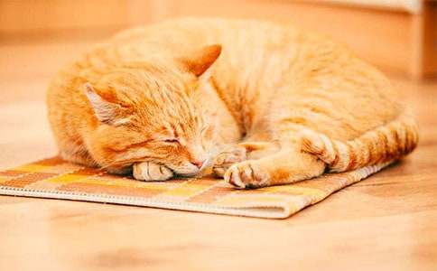 悲慘的小貓作文