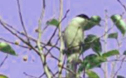 小鳥叫了作文(精選20篇)