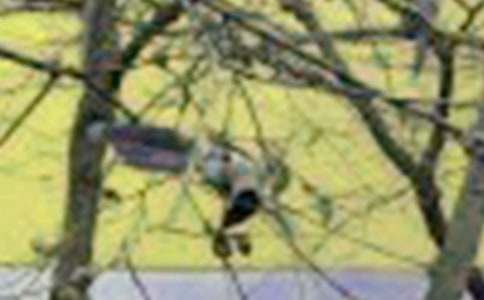 С�B(ni��o)�w�����ģ�ͨ��17ƪ��