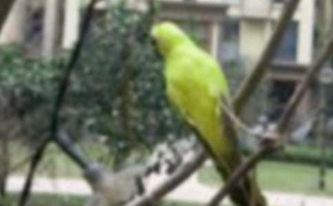 我和小鳥作文500字(精選17篇)