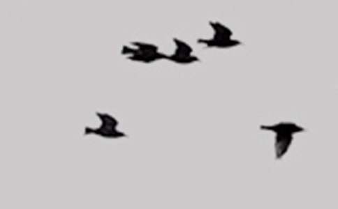 ����һֻС�B����(���x11ƪ)