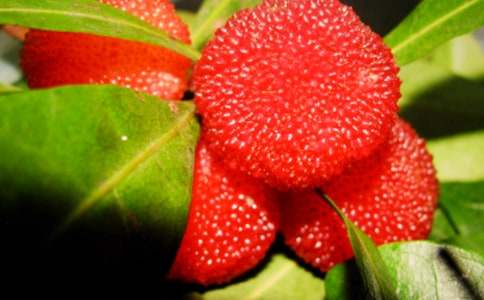 楊梅之鄉(xiāng)優(yōu)秀作文300字