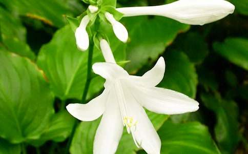 ���P(gu��n)�������ģ�ҹ����