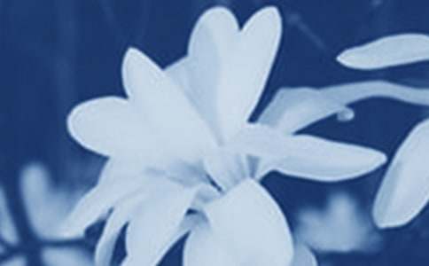 玉蘭花開作文匯編15篇