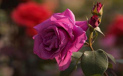 �����A���¼�����300��3ƪ