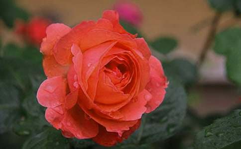 ���؂䡿�¼�����600��4ƪ