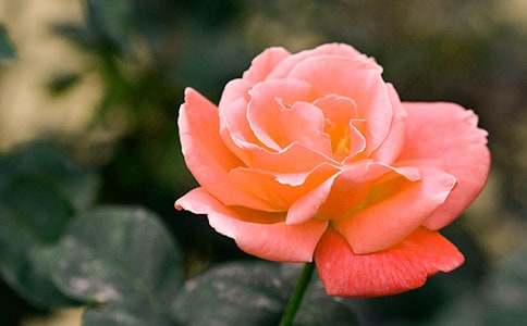 �¼���������