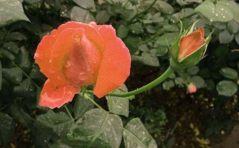 �茑�¼��������ķ���300��