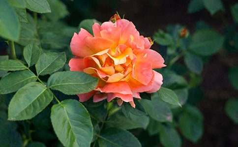 描寫月季花作文800字