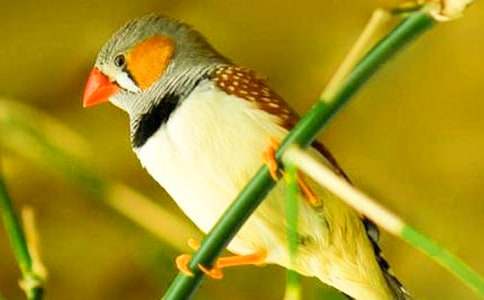 �����B(ni��o)����400�֣�ͨ��33ƪ��