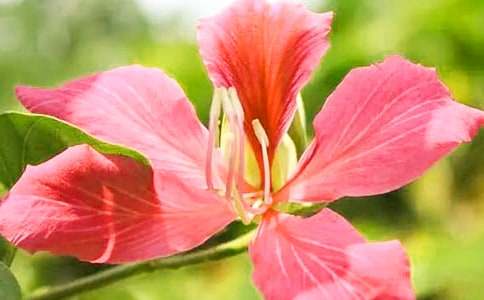 紫荊花作文(精選25篇)