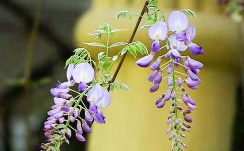 紫藤花瀑布作文