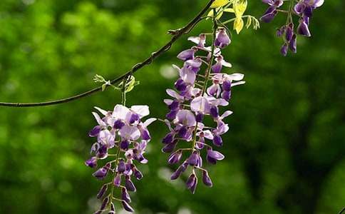 ���ٻ�����600�־�ƪ