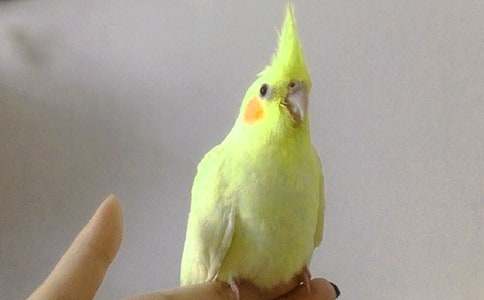 我家的小鸚鵡狀物作文400字