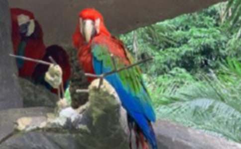 小鸚鵡作文600字(通用18篇)