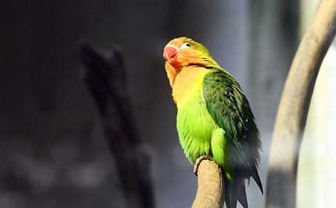 描寫鸚鵡的小學(xué)作文500字