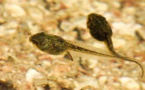 ׽�������