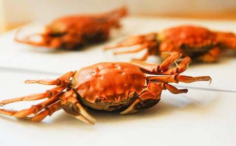 觀察螃蟹的作文500字