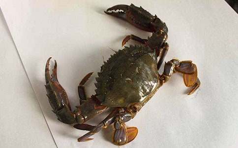 【推薦】螃蟹作文500字四篇