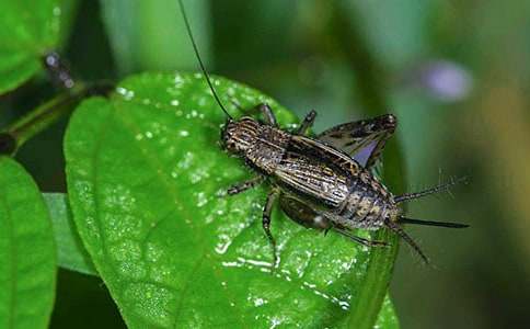 蟋蟀小學(xué)作文(精選39篇)