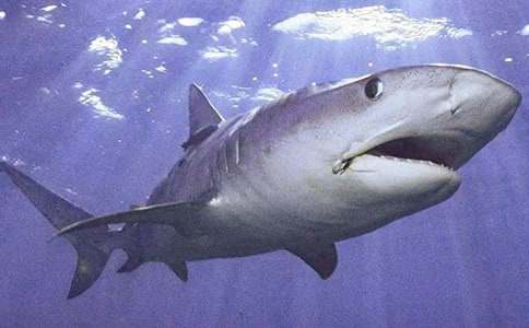 鯊魚的自述想象作文