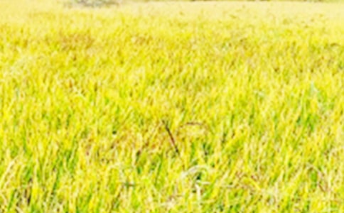 �l(xi��ng)����Ұ������8ƪ