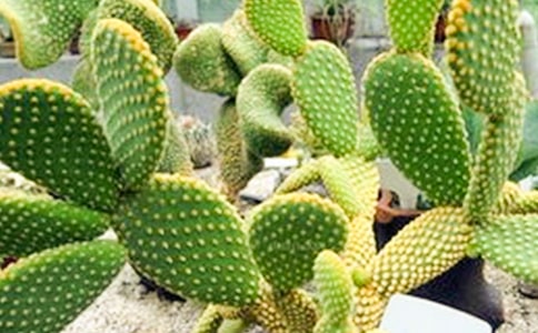 ɳĮ�����������������